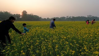 Beautiful Mustard Flowers Field: Explore the Kingdom of Yellow!