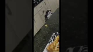 beware of dog #reels #tiktok #viral #funny #omg #lol #fail #life #hihi #eating #dog #cute