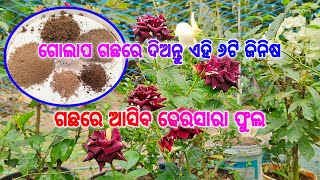 ଗୋଲାପ ଗଛରେ ଦିଅନ୍ତୁ ଏହି ୬ଟି ଜିନିଷ ଗଛବଢିବ ଦୁଇଗୁଣ ଆସିବ ଢେରସାରା ଫୁଲ#roseplantcare #roseplantfertilizers