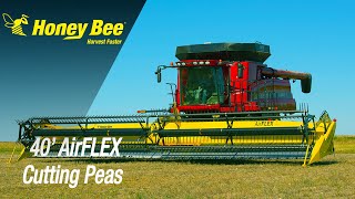 40' AirFLEX  Header Demo | Peas | Saskatchewan