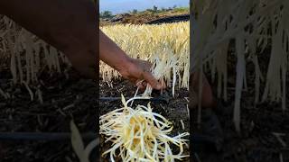 Harvest  Fish Mint Sprouts (  Houttuynia cordata )  #satisfying #agriculture