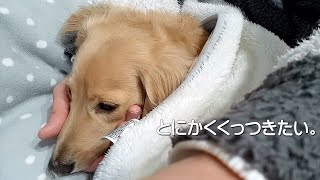 とにかくくっついて寝たい犬｜ミニチュアダックスフンドのかわいい日常 No.216