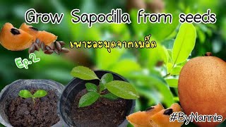 Ep.2 How to grow Sapodilla from seeds.|เพาะละมุดจากเมล็ด|วิธีดูแลต้นกล้า|สอนเพาะต้นไม้ByNannie