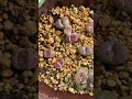 【リトープス•ruschioideae】 lithops ruschioideae リトープス 多肉植物 ベランダガーデニング 40代主婦 40代主婦の日常 生きている宝石 shorts