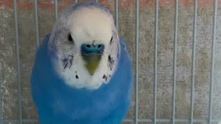 迷子のセキセイインコ🦜ぴーちゃん【保護・迷子】