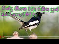 CHAMI TV#polkichcha bird#oriental magpie robin#sri lankan birds#in sinhala#පොල්කිච්චා