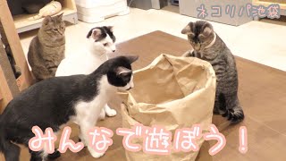 皆で遊ぼう！ 【保護猫カフェ】