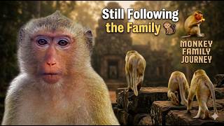 Why Does RAINBOW Keep Following KATRINA ’s Family? 🐒 Emotional Monkey Story