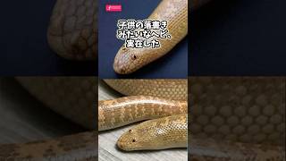 【閲覧注意】ヘビさんの動画見て笑ったら寝ろwwwwwww