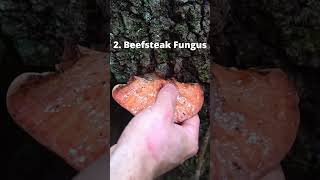 4 Wild Mushrooms that Mimic Meat!
