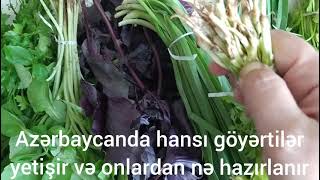 Azərbaycanda hansı göyərtilər yetişir?İstifadəsi? Göyərti salatı.About greens in Azerbaijan.Yeşillik