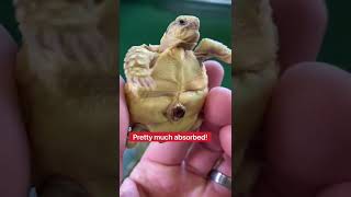 Baby Tortoise #5 Update!!! 😊🐢 #shorts