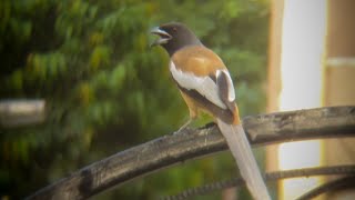 Rufous treepie