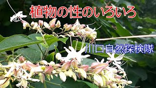 川口自然探検隊 #24 「植物の性のいろいろ」