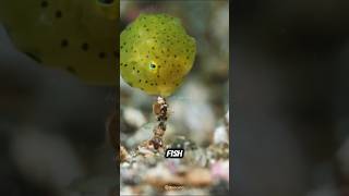 Yellow Boxfish🐡 Nature’s Little Underwater Wonder #yellowboxfish #boxfish #fish #pufferfish #facts