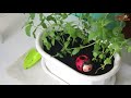 how to transplant mint growing in a flower pot the vegetable garden is on the windowsill