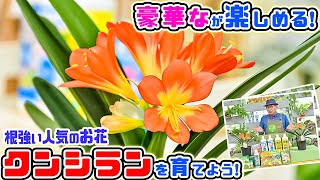 【豪華なお花】で根強い人気!!とっても美しいお花クンシランを育てよう☆【教えて服部さ～ん】