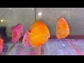 discus fish varieties ​@pandydiscusfarm ปลาปอมปาดัวร์