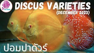 DISCUS FISH Varieties ​@PandYDiscusFarm (ปลาปอมปาดัวร์)