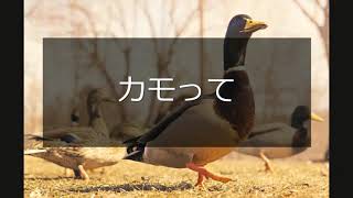 Animalbook CM duck3