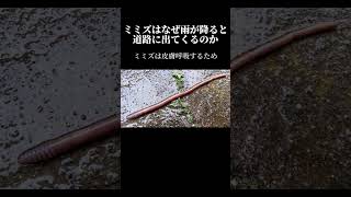 ミミズはなぜ雨が降ると道路に出てくるのか　#ミミズ #雨 #生態 #動物の不思議 #自然の驚き #短い動画 #ショート動画 #ずんだもん #動物の豆知識　VOICEVOX:ずんだもん