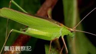 セスジツユムシの鳴き声