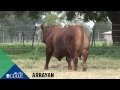 ciale alta toro arrayán brangus colorado