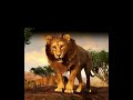 Lion Rawr Tiktok | Lion Gift Bigo #lion