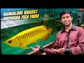 Wholesale arowana fish aquarium in Bangalore all types of arowana under one roof tips for Beginner's