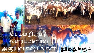 செம்மறி ஆடு வளர்ப்பில் ஏற்படும் கஷ்டங்கள்//Semmari Goat valarppu//தூத்துக்குடி விவசாய நண்பன்