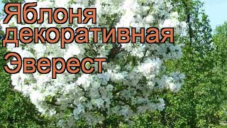 Яблоня декоративная Эверест (malus everest) 🌿 Эверест обзор: как сажать, саженцы яблони Эверест