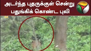 அடர்ந்த புதருக்குள் சென்று பதுங்கிக் கொண்ட புலி | Tiger