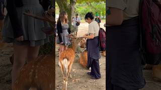 鹿センベイ与えてる外国人観光客🫎奈良公園