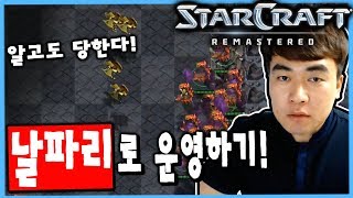 2018.7.29(일) Zerg 『날파리떼 운영』 알고도 속수무책! 스타 빨무 팀플