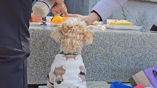 설 맞이 성묘 따라간 강아지 일상 🐾