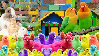 Catch Millions Of Cute Animals, Colorful Chickens, Cute Chickens, Rabbits, Ducks, Birds,Cute Animals