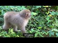 【snow monkeys】218 rare visitor official jigokudani onsen korakukan snowmonkey park 地獄谷　温泉　雪猿