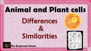 Similarities and differences between plant and animal cells I cells I plant cells I animal cells
