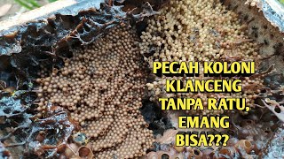 PECAH KOLONI KLANCENG TANPA RATU, APA BISA???