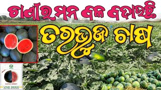 ଚାଷୀର ମନ ବଳ ବଢ଼ାଉଛି ତରଭୁଜ ଚାଷ ll atermelon farming at home ll🍉🍉🍉