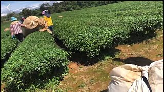 疯魔世界的饮品台湾高山茶。乌龙茶实地拍摄，大热天采茶工人太辛苦了。