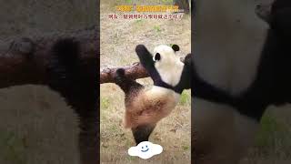 秦韵：腿到用时方恨短。#秦韵 #熊猫 #panda #丫丫 #萌兰