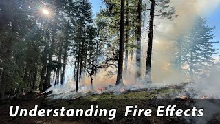 Understanding Wildfire Effects