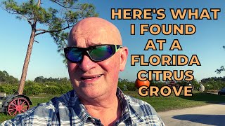 What's at a Florida Citrus Grove?