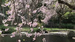 荒井城址公園（真鶴町）しだれ桜（その２）