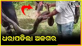 ବହୁତ ଖୋଜାଖୋଜି ପରେ ,ଶେଷରେ ଧରାପଡିଲା ଅଜଗର