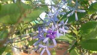 Blue flower | Petrea Volubilis - Creepers \u0026 Climbers