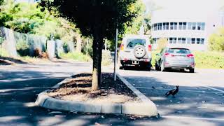 Magpie feeding baby magie 喜鹊喂小鸟