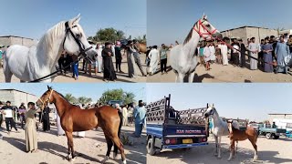 حصان عربي أصيل اصفرأفنص وصل مليونين و800ألف🐎فرس عربية أصيلة صفره مرشوشه وراه فلوه سعرخمس ملايين ونص🐎