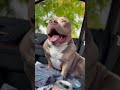 morning routine of a pocket bully uno s journey to fatherhood american bully dog breeds